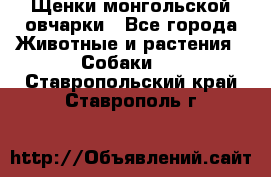 Щенки монгольской овчарки - Все города Животные и растения » Собаки   . Ставропольский край,Ставрополь г.